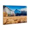 Stupell Industries Coyote in Mountain Prairie Canvas, design by Jeff Poe Photography